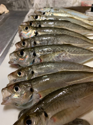 秋田港アジング