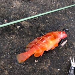 上物とちょっとロックinマルヒサ渡船