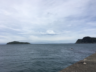 サビキ、フカセ