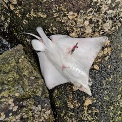 オクトパッシング