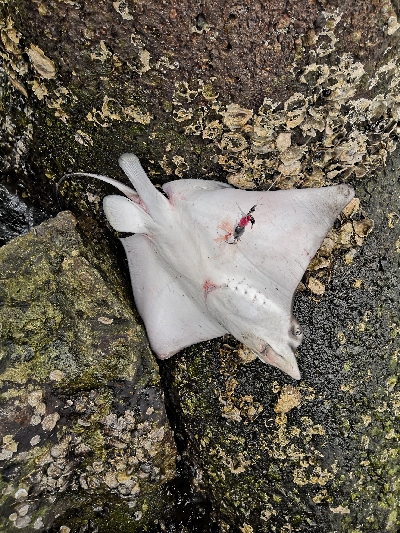 オクトパッシング