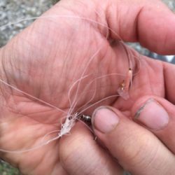 【要注意!!】針・糸放置の被害発見