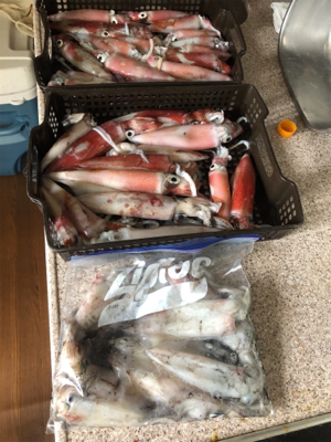 和歌山イカメタル