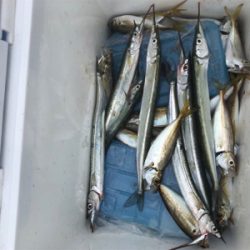 サビキ、サヨリ、泳がせ