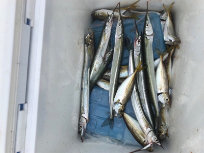 サビキ、サヨリ、泳がせ