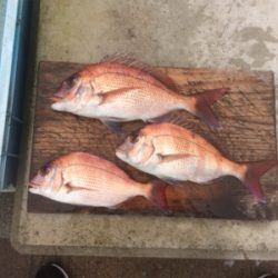 濁流でもカゴでマダイ