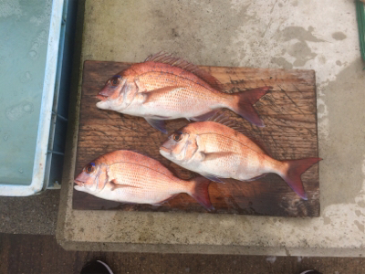 濁流でもカゴでマダイ