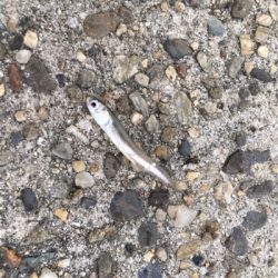 アジングタックルでサバとツバス!