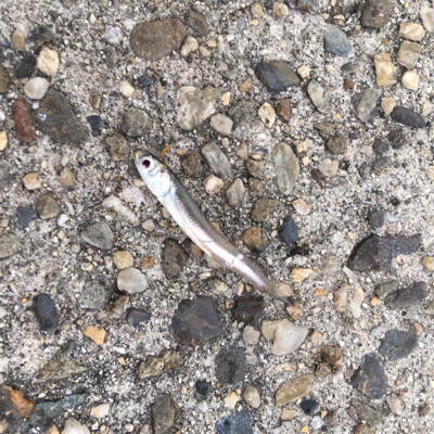 アジングタックルでサバとツバス!