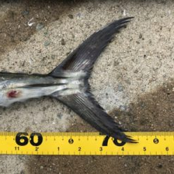 びしょ濡れでサワラ!