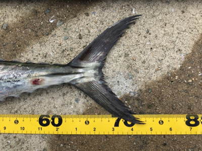 びしょ濡れでサワラ!