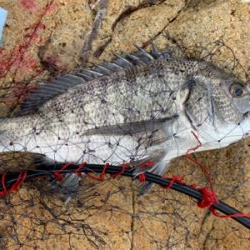 宇野沖 磯フカセ