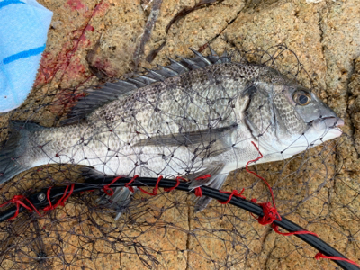 宇野沖 磯フカセ