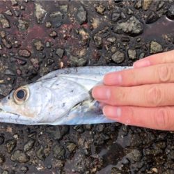 初ガツオ^ ^右に左によく走る(^^)♪