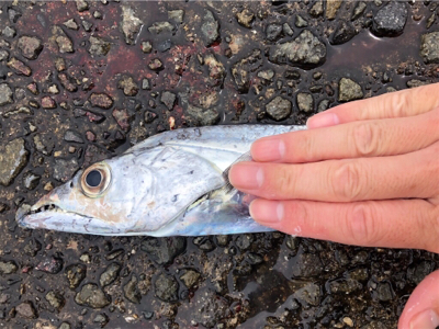 初ガツオ^ ^右に左によく走る(^^)♪