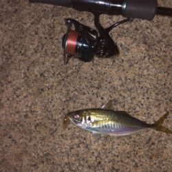 メバリング&アジング