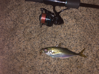 メバリング&アジング