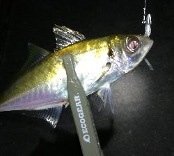 ナイトアジング