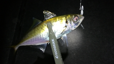 ナイトアジング