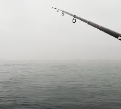 シャローエリアで一投目から…