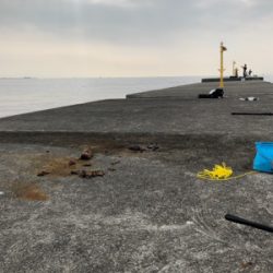 久しぶりのサワラ!