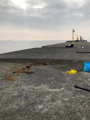 久しぶりのサワラ!