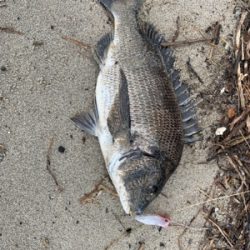 遠征したものの