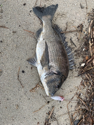 遠征したものの