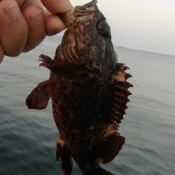 アジンガー1818〜2125