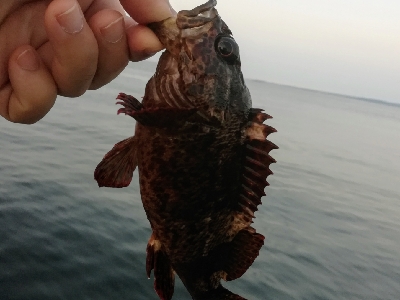 アジンガー1818〜2125