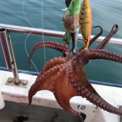 タコ釣り   戎丸
