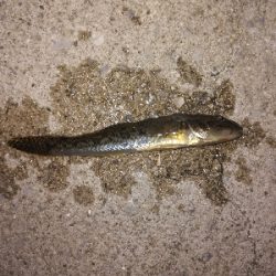 小キビレパラダイス