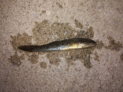 小キビレパラダイス