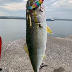 ヤズからのブリ