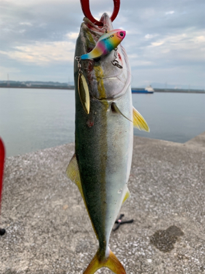 ヤズからのブリ