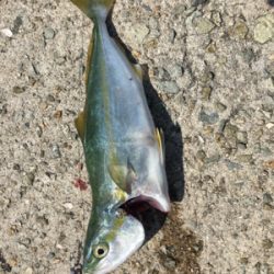 青物かと思いきやシーバス