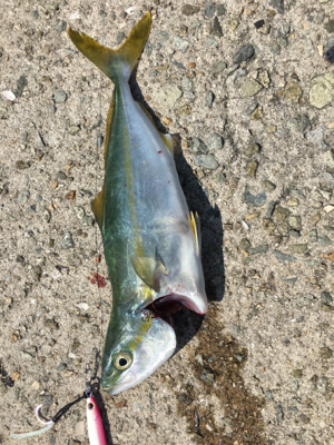 青物かと思いきやシーバス