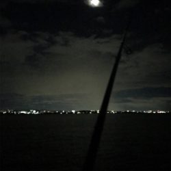 エギングで嬉しい外道GET(^｡^)