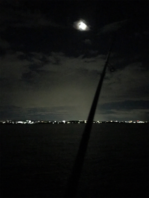 エギングで嬉しい外道GET(^｡^)