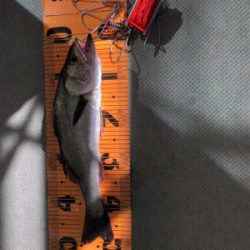 フラット、ロックフィッシュ狙いで