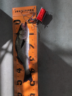 フラット、ロックフィッシュ狙いで