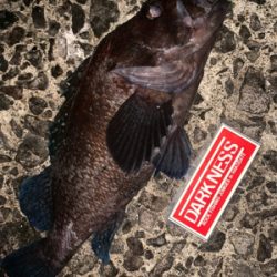 根魚パラダイス