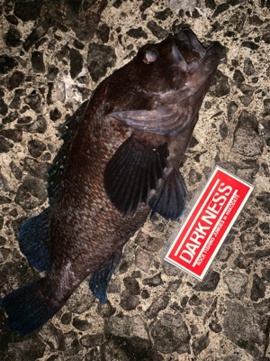 根魚パラダイス