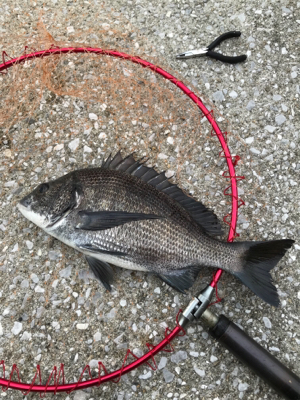 台風通過後の楽しみ！