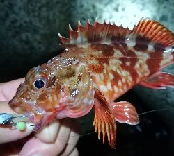 ナイトアジング