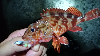 ナイトアジング