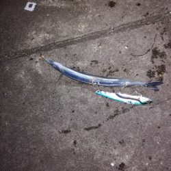 もう少しでハマチ