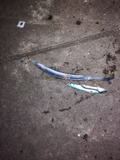 もう少しでハマチ