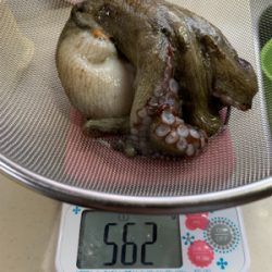 ショアタコ爆発!