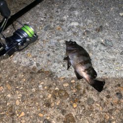 もうすぐ、ケンサキイカ⁈